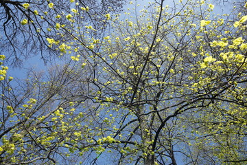 Baumkronen von Laubbäumen aus der Froschperspektive im Frühling, Blauer Himmel