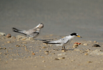 Saunders terns at Busaiteen coast, Bahrain