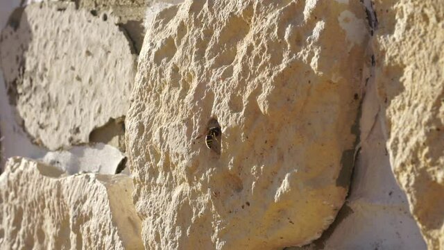 Wasp building a nest in a stone of a house wall