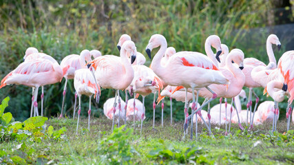 Flock (flamboyance, regiment, colony) of flamingos

