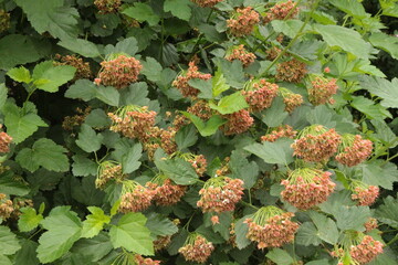 Seeds ripen on the bush. They decorate the park in summer