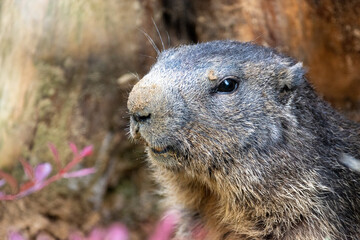 close up of prairie dog face 