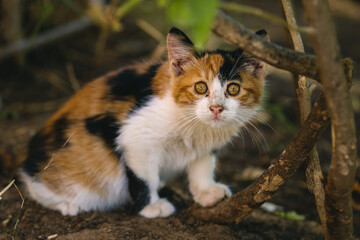 Naklejka na ściany i meble small cat in the bush