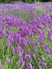 Lavendel