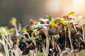 Close-up of young green sprouts of micro greens
