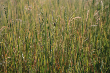 Wild flowers, tall grass with bugs on top