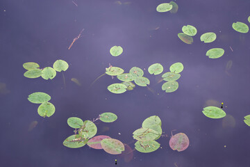 Water lily leaves growing in lake water.