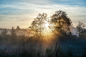 Fototapeta na wymiar Sunlight penetrates tree branches during sunrise