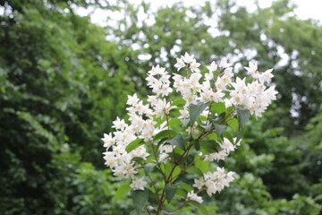 Obraz premium White flowers with yellow stamens bloom on a bush in spring