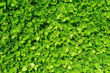 背景素材 緑の葉