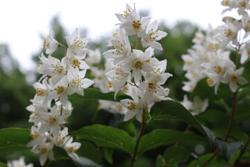 
White flowers with yellow stamens bloom on a bush in spring