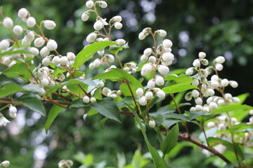 
White flowers with yellow stamens bloom on a bush in spring