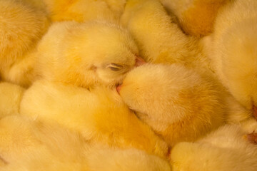 close up of yellow chicken