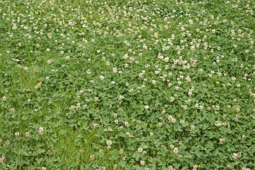 Juicy honey clover bloomed in a meadow in summer