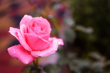 Beautiful fresh roses grow outdoors in the summer