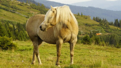 Obraz premium horse in the meadow