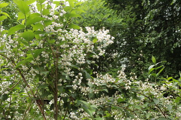 Fototapeta na wymiar White flowers with yellow stamens bloom on a bush in spring