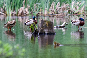 Duck in a pond while feeding