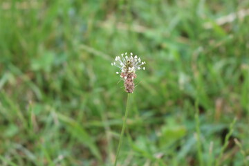 
Plantain bloomed in the spring meadow