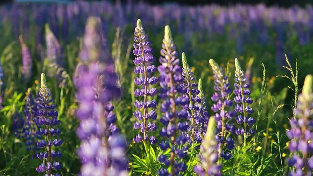 Close up view Lupines Lupin Russia on a bright spring day. Blooming summer flowers in june - allergy allergies pollen - asthma