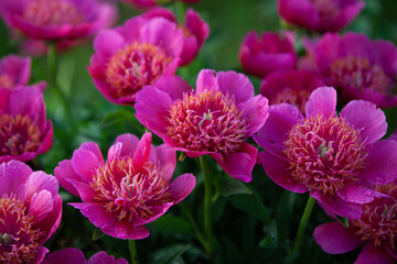 Obraz premium Group pink small expanded treelike peony close up