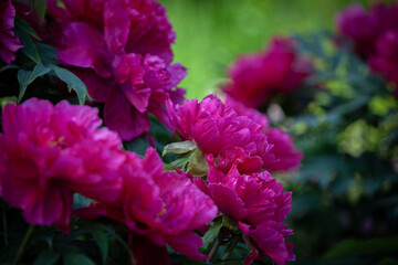 Pink japanese treelike peon flowers on the blooming bush