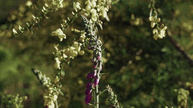 Purple foxglove with yellow flowers in slow motion