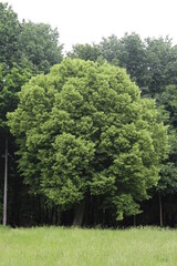 Obraz premium Yellow fluffy fragrant flowers blooming on a linden tree in summer in a park