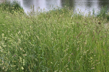 
Bright green juicy grass spike on a lawn by the lake