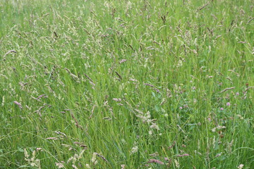 
Bright green juicy grass spike on a lawn by the lake