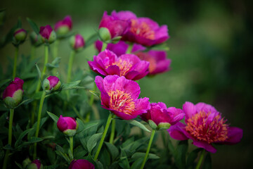 Pink small treelike peony flowers and buds close up in the morning 