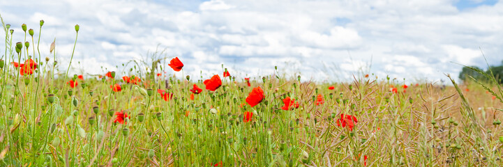 Obraz na płótnie Canvas Wild red poppies and camomile on the green field in the north of France, Normandie. Bright flower blossom in June. Sunny day, blue sky, white clouds. Beautiful landscape. Banner