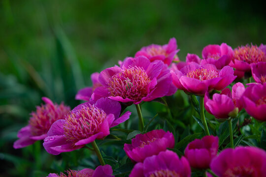  Pink small treelike peony straching to the sun in the evening