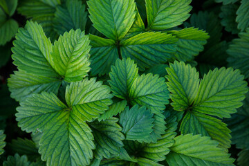 Flowering strawberry bushes growing in the garden. Nature. Natural product. Close-up. Strawberry sprouts