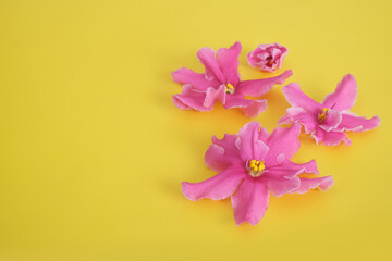 Violet flower close-up isolated on a yellow background