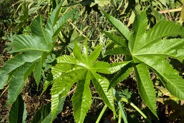 Fresh Castor Oil Plant Leaves and Flower Bud
