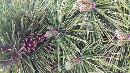 pine cones on a tree