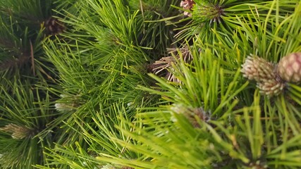 pine tree branches