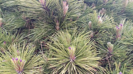 green pine needles