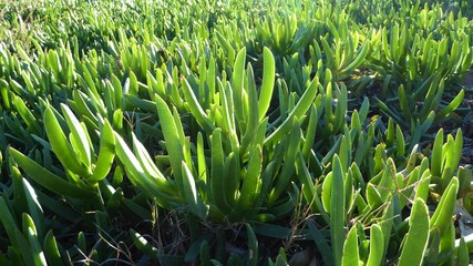 Obraz premium Fleshy, Triangular Leaves of Mesembryanthemum Succulents in Early Morning Sun