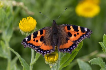 Tortoiseshell Butterfly on leaf
