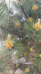 green pine needles