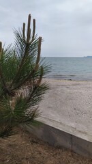 forest trees on the beach