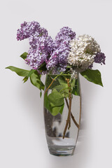 
lilac in a glass
