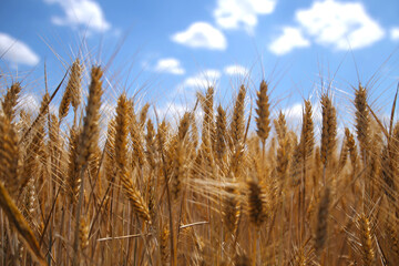 Fototapeta premium Campo di grano al sole