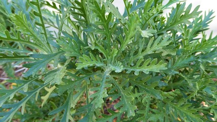 Naklejka premium New Foliage on Euryops chrysanthemoides / African Bush Daisy