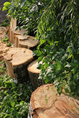Freshly cut poplar tree with annual rings. Close-up of round logs on blurred nature background. The texture of a fresh sawn wood with growth rings