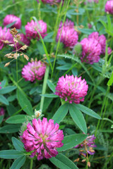 Obraz premium Red clover flowers on the summer meadow after rain. Natural floral background. 
