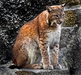 Lynx sitting on the rock. Latin name - Lynx lynx