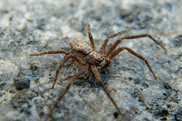 spider